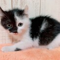 家族が出来ました♡オンリーワンな模様の白黒いそべ♡