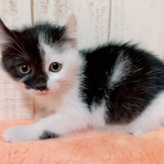 家族が出来ました♡オンリーワンな模様の白黒いそべ♡