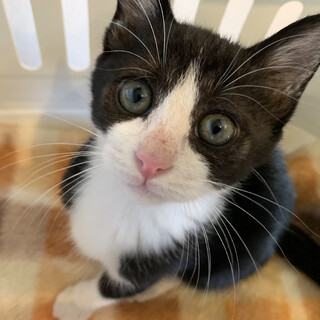 家族が出来ました♡ハチワレ バブくん♡