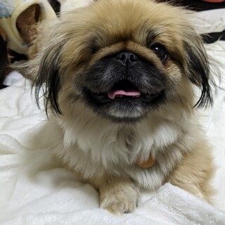 明るい性格のペキニーズ７歳