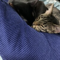 うに