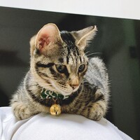 もち