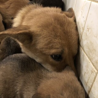 小柄な可愛い子です