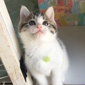 毛糸の家族募集は一時停止します