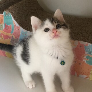 シュシュの家族募集は一時停止します