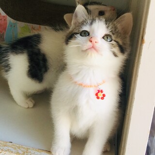 りぼんの家族募集は一時停止します