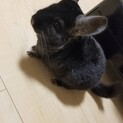 1歳2ヶ月の男の子です