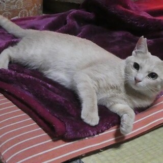 半野良だったママちゃん、募集一時停止