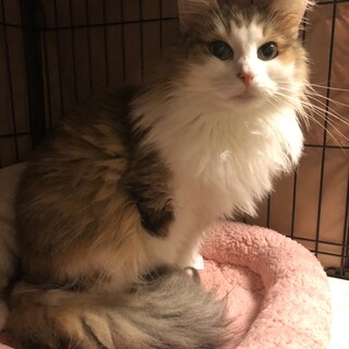 スリゴロの女の子