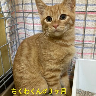 茶トラ♂ちくわくん3か月