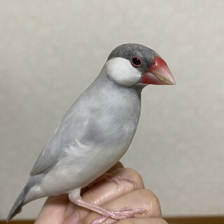 里親様決まりました！