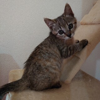 麦わら柄の女のコ募集☆