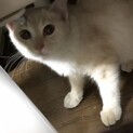 すりすり、ゴロゴロ甘えん坊の茶シロちゃん