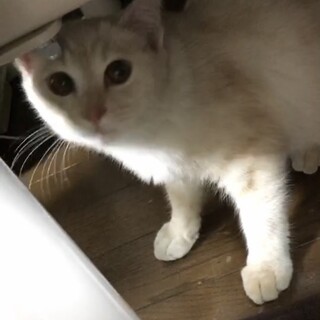 すりすり、ゴロゴロ甘えん坊の茶シロちゃん