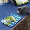 しおまま さん