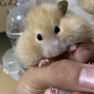 長毛キンクマハム生後8ヶ月里親募集