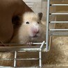 長毛キンクマハム生後8ヶ月里親募集 サムネイル2