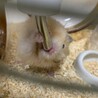 長毛キンクマハム生後8ヶ月里親募集 サムネイル4