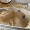 長毛キンクマハム生後8ヶ月里親募集 サムネイル5