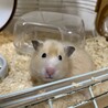 長毛キンクマハム生後8ヶ月里親募集 サムネイル6