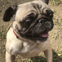 募集を一度ストップ元気いっぱいのパグの女の子　4歳