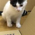 とっても甘えん坊♡白黒のこねこ