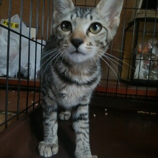 小豆島より里親さん募集。温和なキジトラの女の子