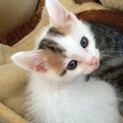 白三毛の男の子❣️１ヶ月