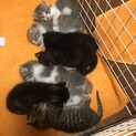 元気な7匹きょうだい！（里親様無事決まりました！）