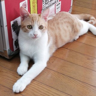 とっても優しい男の子、茶白のミルク君！