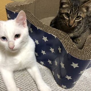 オッドアイ&キジ仲良し兄弟２匹一緒で♥