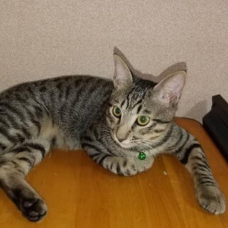 可愛いキジトラの男の子「来（ライ）」君
