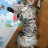 可愛いキジトラの男の子「来（ライ）」君 サムネイル2