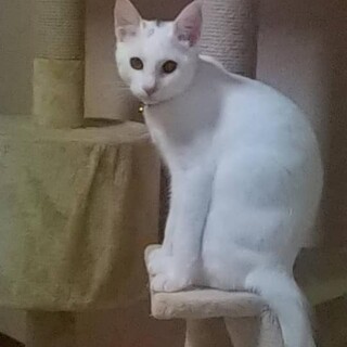 元気いっぱいの白猫、男の子☆