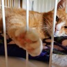 動画) 避妊済み。茶トラ白の女の子 サムネイル7