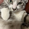 大きな猫ちゃんです