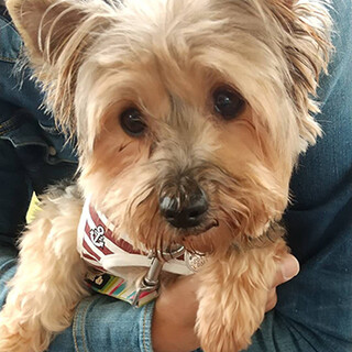 ヨーキー女の子＊もみちゃん