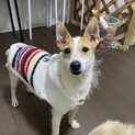 まめ☆活発なジャックラッセル♀