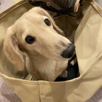 ドビー