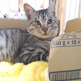 エイズ陽性ですがよろしくお願いします