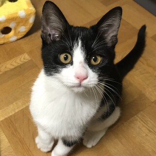 まんまるコロコロのみやびちゃん♡