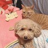 にゃんちゃんと一緒に寝んねです。