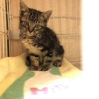 アメショ柄のかわいい仔猫の里親募集