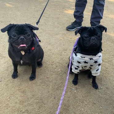 兄弟犬と再会