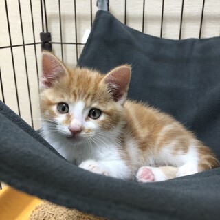 遊びが大好きな可愛すぎる茶白ちゃんの里親募集