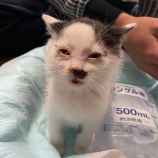 子猫の里親募集中
