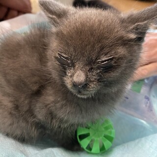 子猫の里親募集中