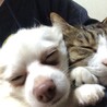 ムックたろう