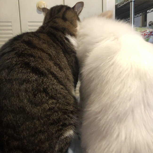 ムックたろうのカバー写真