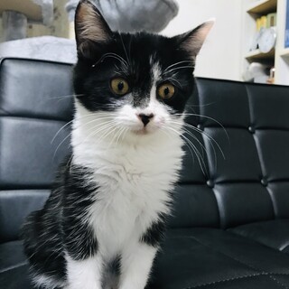 【保護しました】可愛い白黒子猫